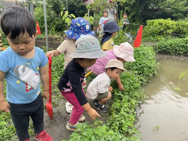 6.10幼児さんのお米
