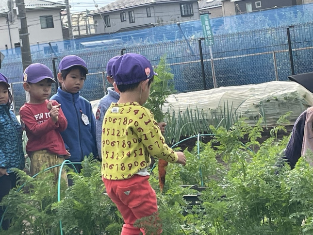 5日「にんじんの収穫」