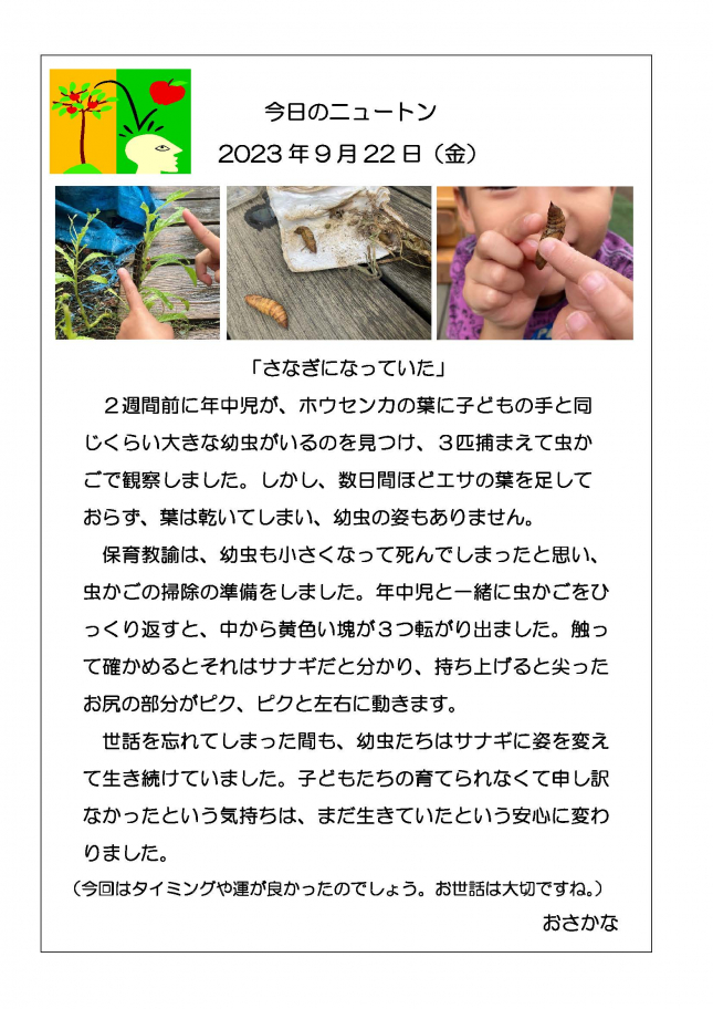 20230922　さなぎになっていた　