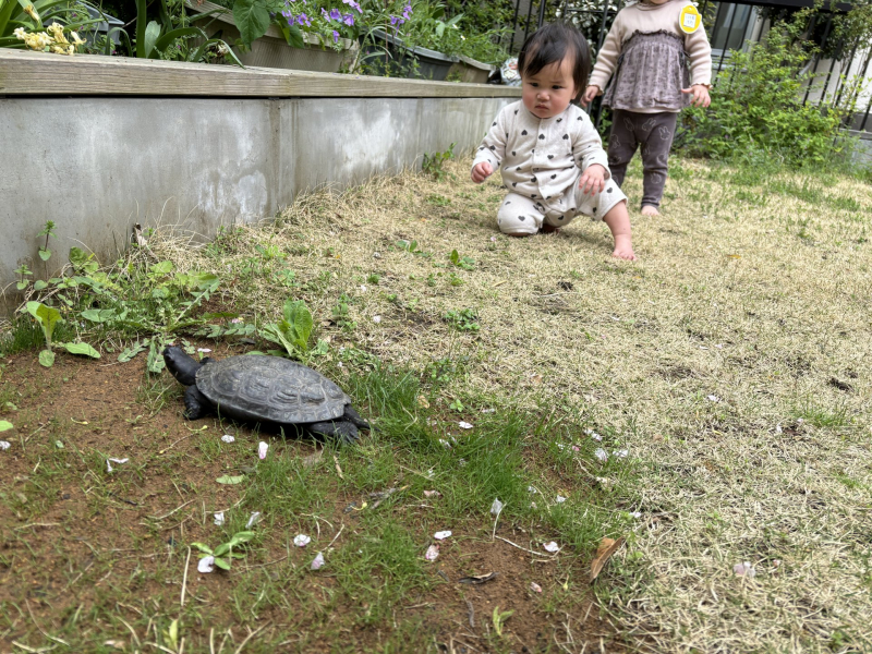 4.14②「カメのおさんぽ」