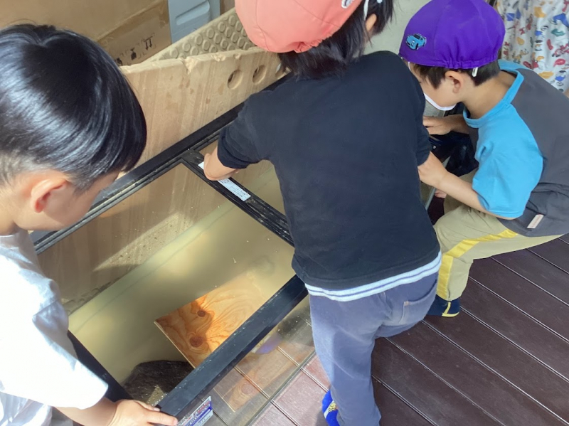 1日　かえで