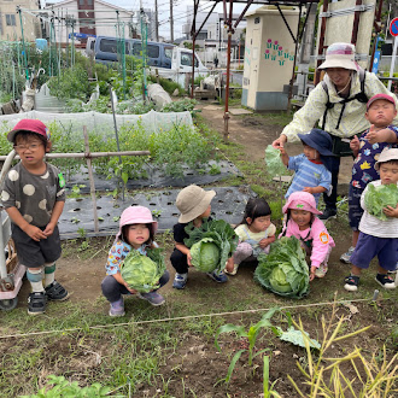 5.26キャベツの収穫③
