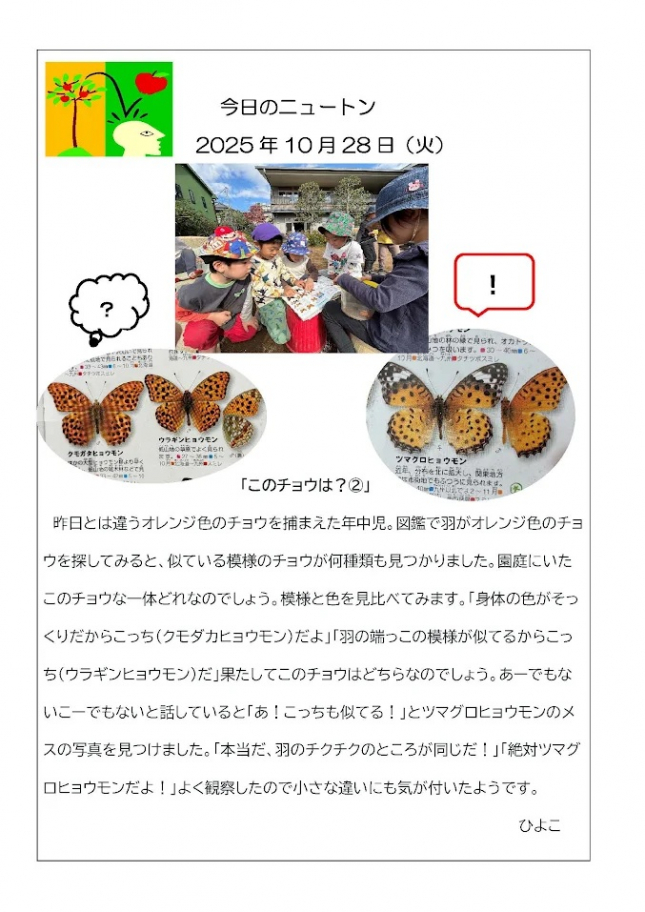 20251028「このチョウは？②」