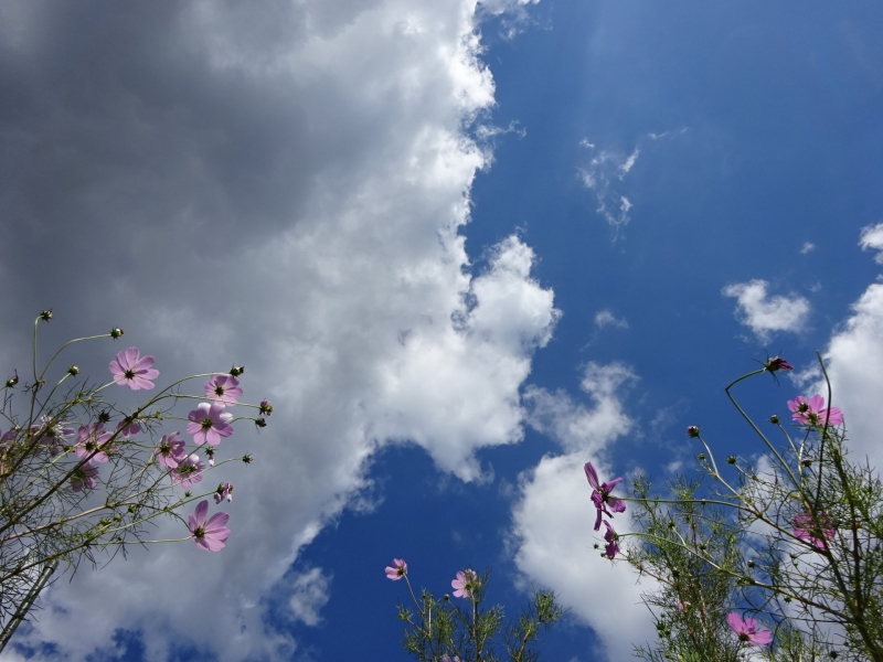 空とコスモス