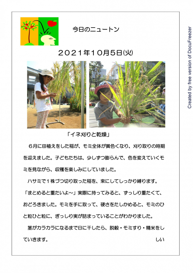 イネ刈りと乾燥