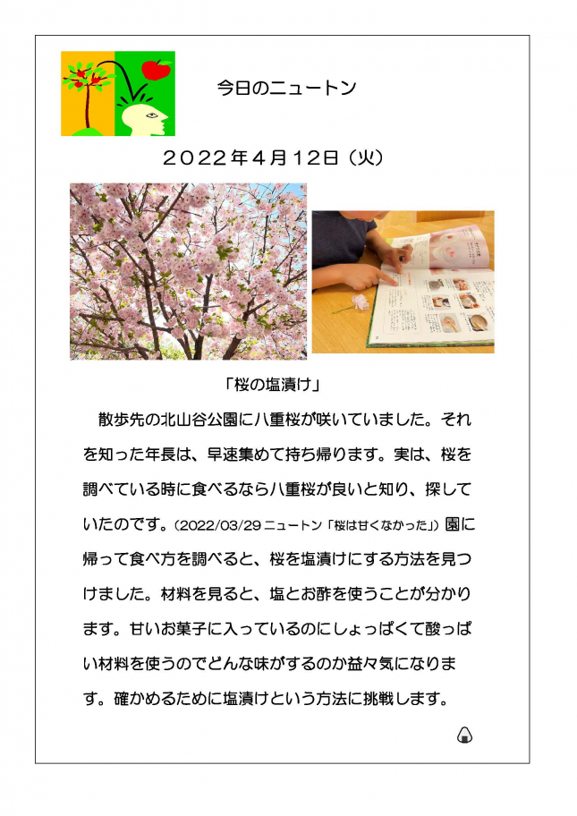 桜の塩漬け